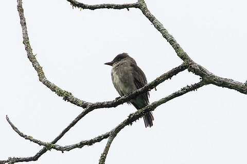 Olive-sided flycatcher (Contopus cooperi) Catarata Santa Carmen, Tingo Mar&iacute;a, Hu&aacute;nuco, Peru. Jan 6, 2021 Contopus cooperi,Geotagged,Olive-sided flycatcher,Peru,Summer