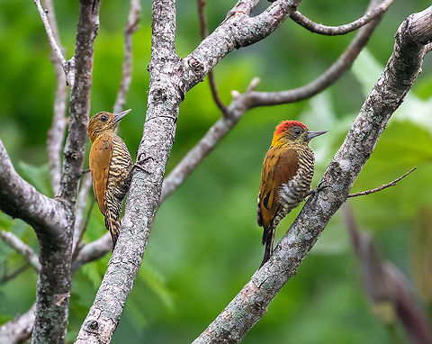Red-stained woodpeckers (Veniliornis affinis) Cordillera Escalera, San Mart&iacute;n, Peru. Jan 9, 2021 Geotagged,Peru,Red-stained woodpecker,Summer,Veniliornis affinis