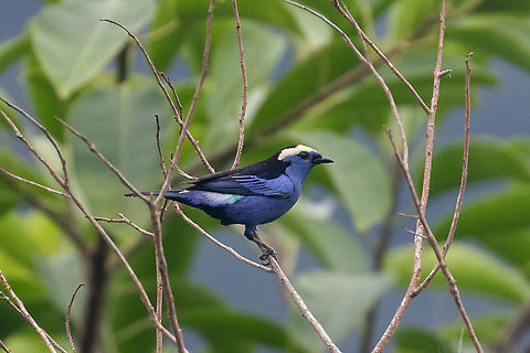 Opal-crowned tanager (Tangara callophrys) Cordillera Escalera, San Mart&iacute;n, Peru. Jan 9, 2021 Geotagged,Opal-crowned tanager,Peru,Summer,Tangara callophrys