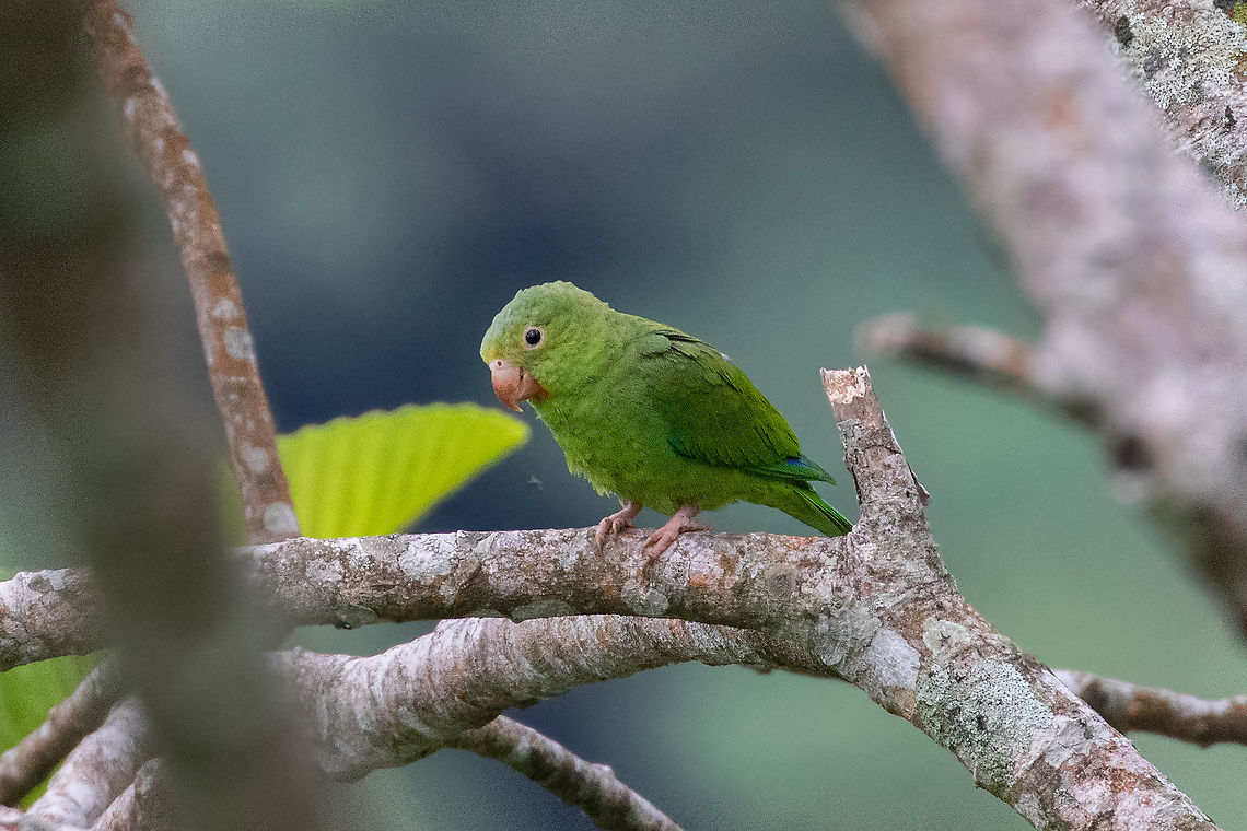 Cobalt-winged Parakeet (Brotogeris cyanoptera) Cordillera Escalera, San Mart&iacute;n, Peru. Jan 9, 2021 Brotogeris cyanoptera,Cobalt-winged Parakeet,Geotagged,Peru,Summer