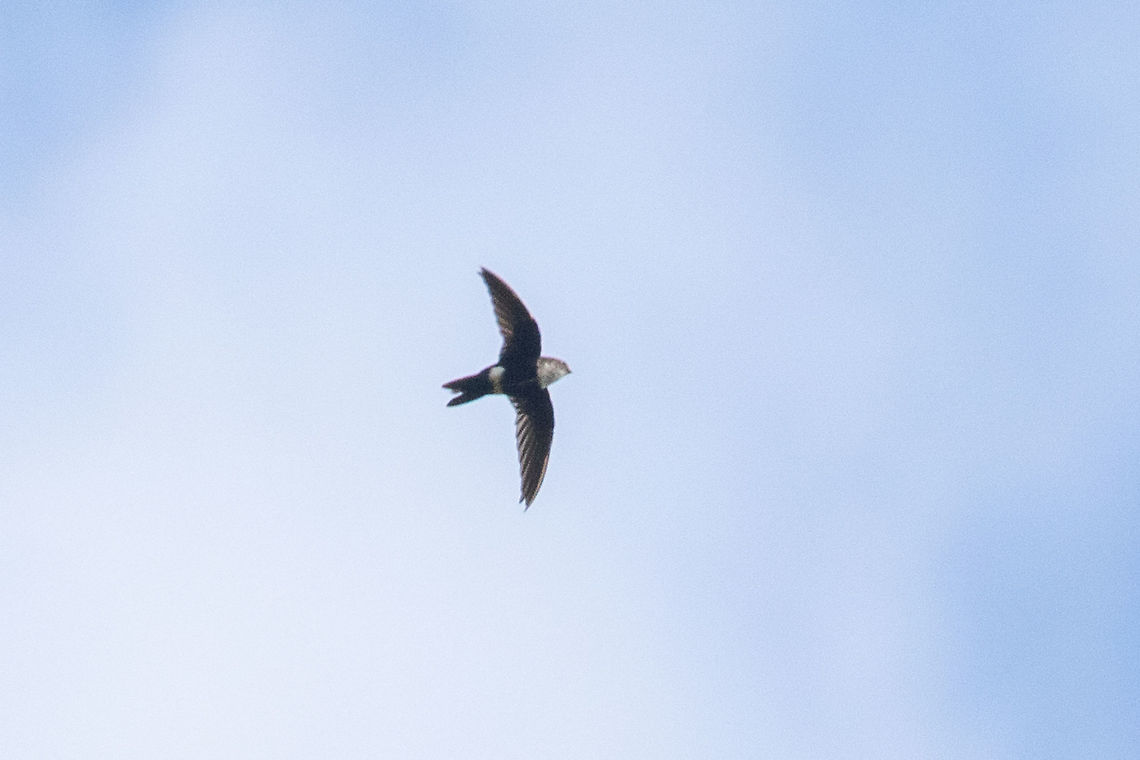 White-tipped swift (Aeronautes montivagus) Cordillera Escalera, San Mart&iacute;n, Peru. Jan 9, 2021 Aeronautes montivagus,Geotagged,Peru,Summer,White-tipped swift