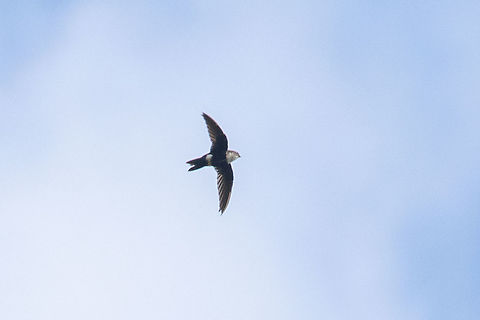 White-tipped swift (Aeronautes montivagus) Cordillera Escalera, San Martín, Peru. Jan 9, 2021 Aeronautes montivagus,Geotagged,Peru,Summer,White-tipped swift