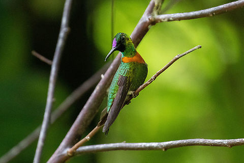 Gould's Jewelfront (Heliodoxa aurescens) ACONABIKH, Cordillera Escalera, San Mart&iacute;n, Peru. Jan 9, 2021 Geotagged,Goulds jewelfront,Heliodoxa aurescens,Peru,Summer