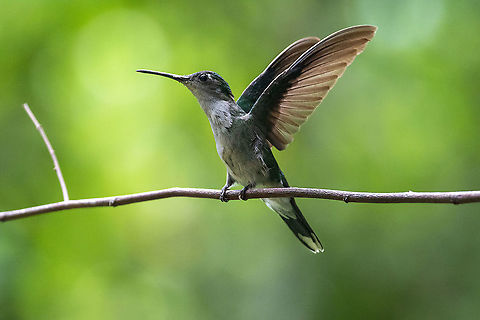 Grey-breasted sabrewing (Campylopterus largipennis) ACONABIKH, Cordillera Escalera, San Mart&iacute;n, Peru Jan 9, 2021 Campylopterus largipennis,Geotagged,Grey-breasted sabrewing,Peru,Summer