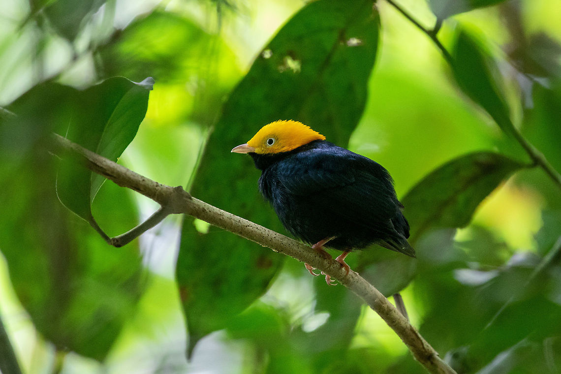 Golden-headed manakin (Ceratopipra erythrocephala) ACONABIKH, Cordillera Escalera, San Mart&iacute;n, Peru. Jan 9, 2021 Ceratopipra erythrocephala,Geotagged,Golden-headed manakin,Peru,Summer