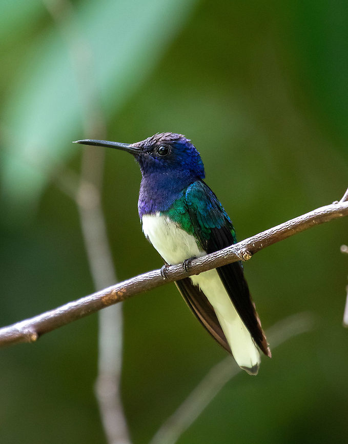 White-necked jacobin (Florisuga mellivora) ACONABIKH, Cordillera Escalera, San Mart&iacute;n, Peru. Jan 9, 2021 Florisuga mellivora,Geotagged,Peru,Summer,White-necked jacobin