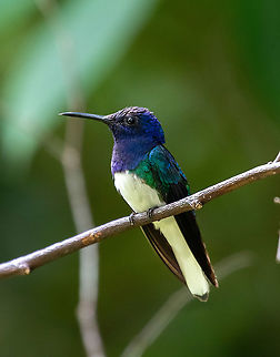 White-necked jacobin (Florisuga mellivora) ACONABIKH, Cordillera Escalera, San Mart&iacute;n, Peru. Jan 9, 2021 Florisuga mellivora,Geotagged,Peru,Summer,White-necked jacobin