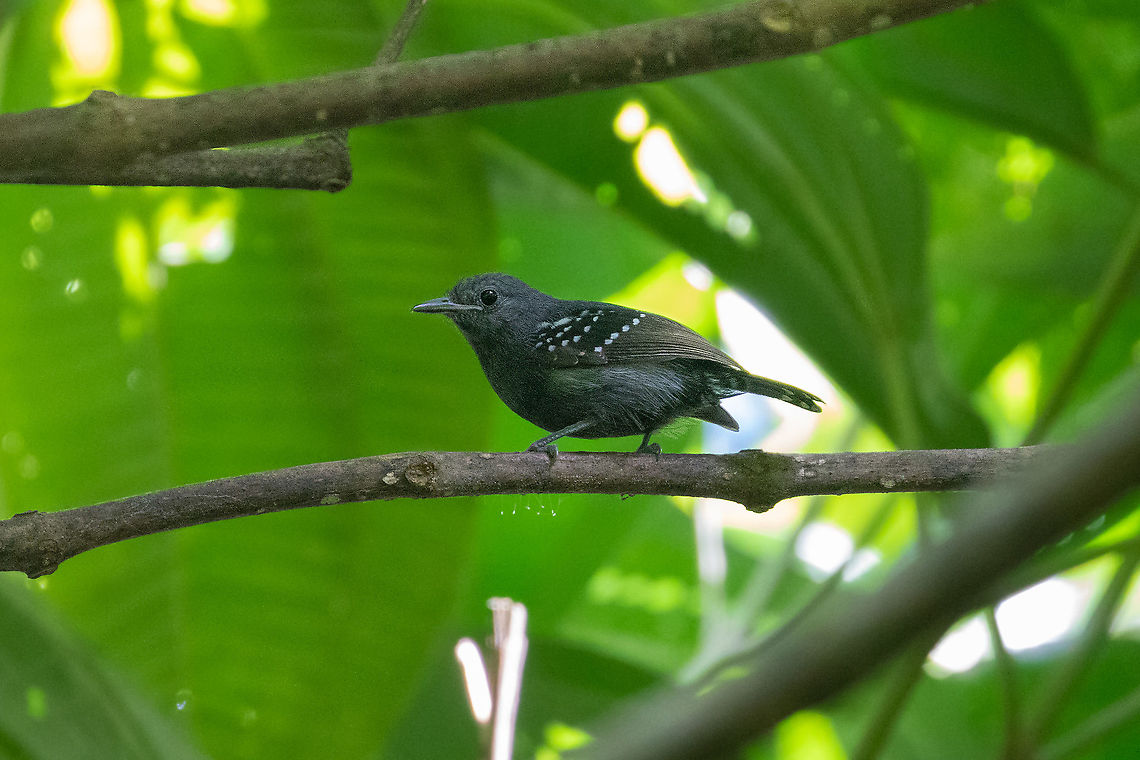White-flanked antwren (Myrmotherula axillaris) ACONABIKH, Cordillera Escalera, San Mart&iacute;n, Peru. Jan 9, 2021 Geotagged,Myrmotherula axillaris,Peru,Summer,White-flanked antwren