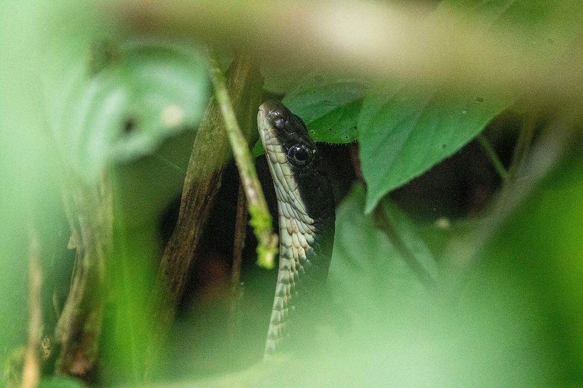 Ecuador Sipo (Chironius grandisquamis) ACONABIKH, Cordillera Escalera, San Mart&iacute;n, Peru. Jan 9, 2021 Chironius grandisquamis,Ecuador Sipo,Geotagged,Peru,Summer