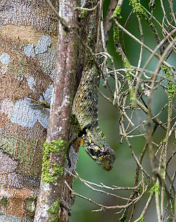 Harlequin Racerunner (Plica umbra) ACONABIKH, Cordillera Escalera, San Mart&iacute;n, Peru. Jan 9, 2021 Geotagged,Peru,Plica umbra,Summer