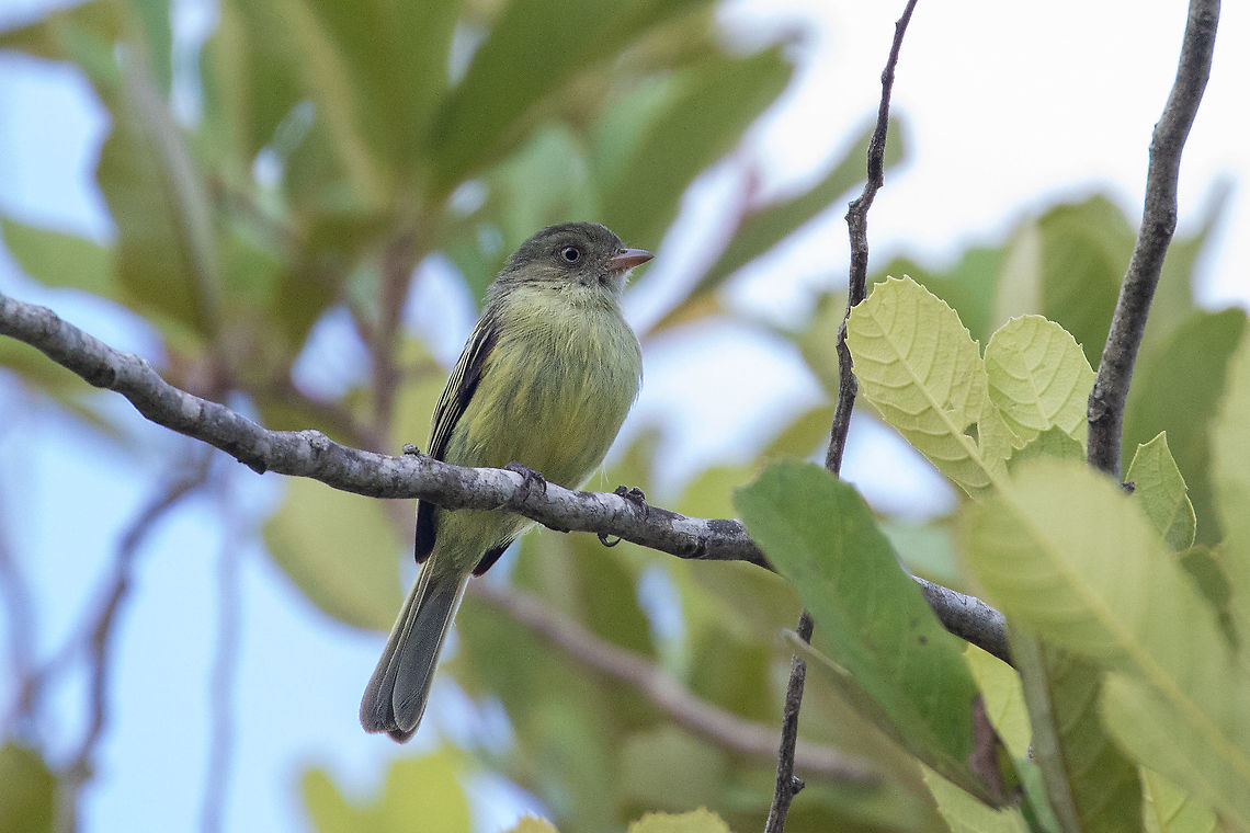 Mishana tyrannulet (Zimmerius villarejoi) Taytamaki, Tarapoto, San Mart&iacute;n, Peru. Jan 9, 2021 Geotagged,Mishana tyrannulet,Peru,Summer,Zimmerius villarejoi