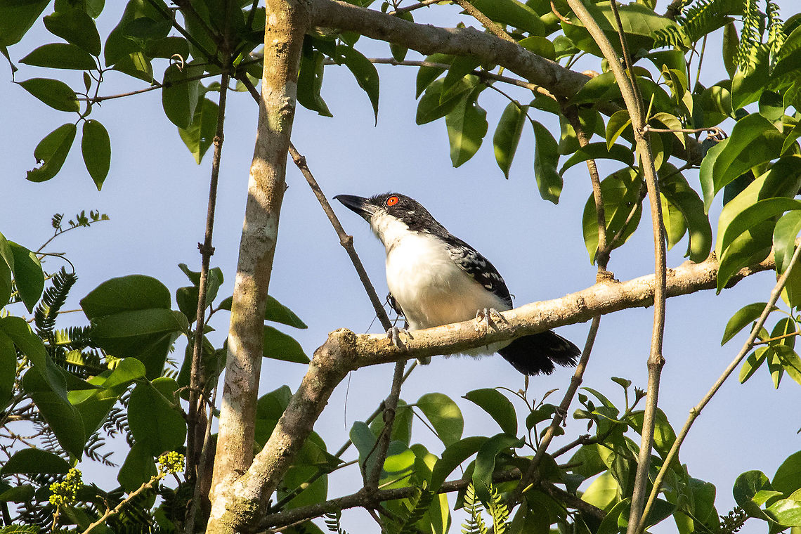 Great antshrike (Taraba major) Quebrada Upaquihua, San Mart&iacute;n, Peru. Jan 10, 2021 Geotagged,Great antshrike,Peru,Summer,Taraba major