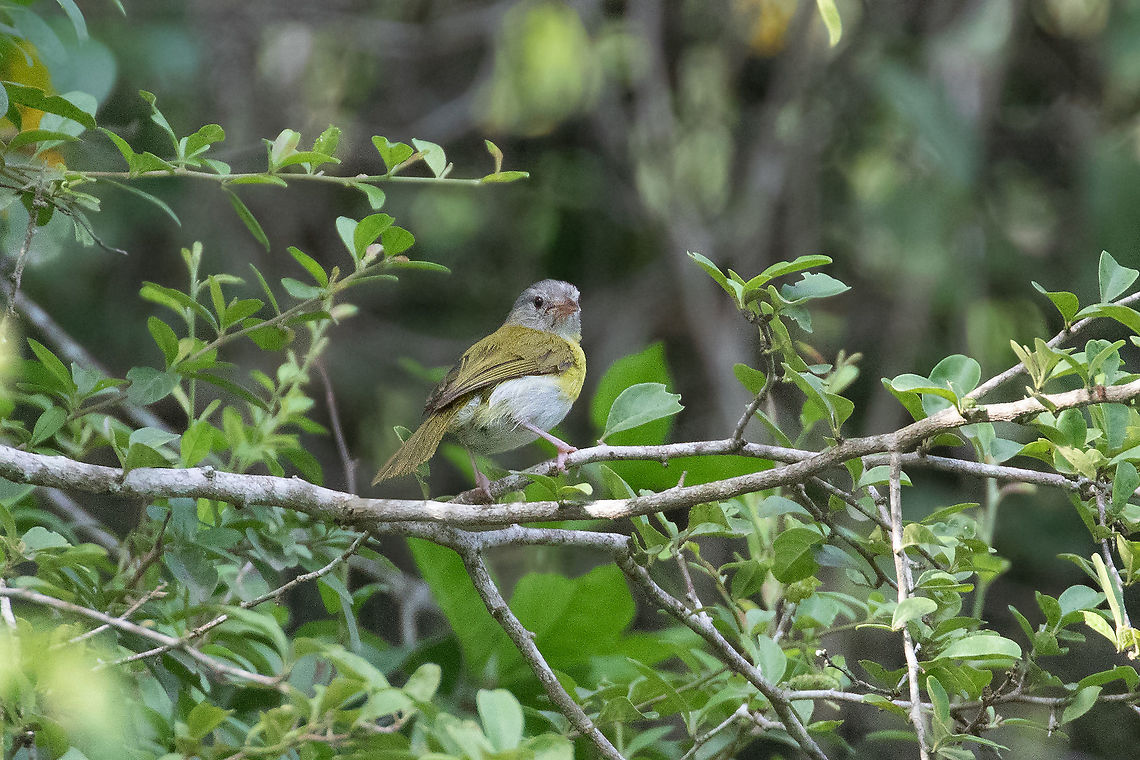Ashy-headed greenlet (Hylophilus pectoralis) Quebrada Upaquihua, San Mart&iacute;n, Peru. Jan 10, 2021 Ashy-headed greenlet,Geotagged,Hylophilus pectoralis,Peru,Summer