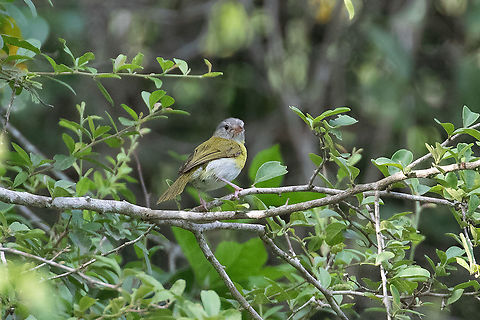 Ashy-headed greenlet (Hylophilus pectoralis) Quebrada Upaquihua, San Martín, Peru. Jan 10, 2021 Ashy-headed greenlet,Geotagged,Hylophilus pectoralis,Peru,Summer