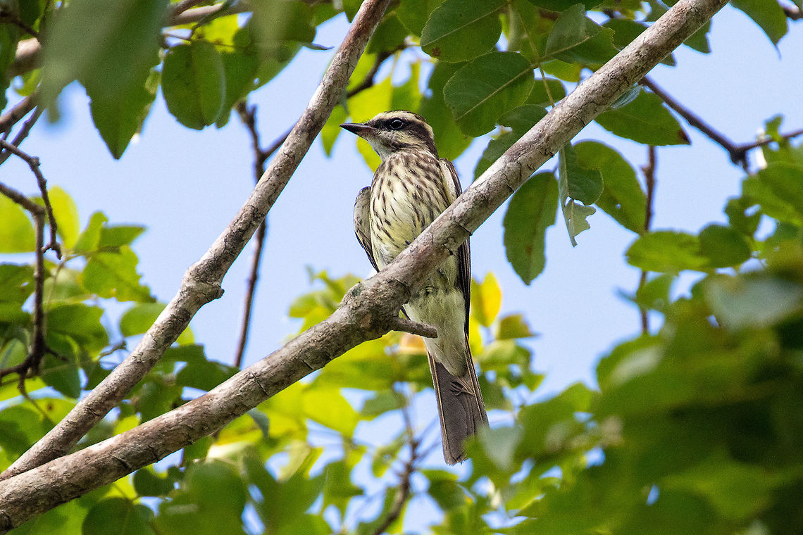 Variegated flycatcher (Empidonomus varius) Quebrada Upaquihua, San Mart&iacute;n, Peru.  Jan 10, 2021 Empidonomus varius,Geotagged,Peru,Summer,Variegated flycatcher