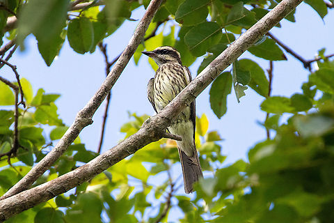 Variegated flycatcher (Empidonomus varius) Quebrada Upaquihua, San Mart&iacute;n, Peru.  Jan 10, 2021 Empidonomus varius,Geotagged,Peru,Summer,Variegated flycatcher