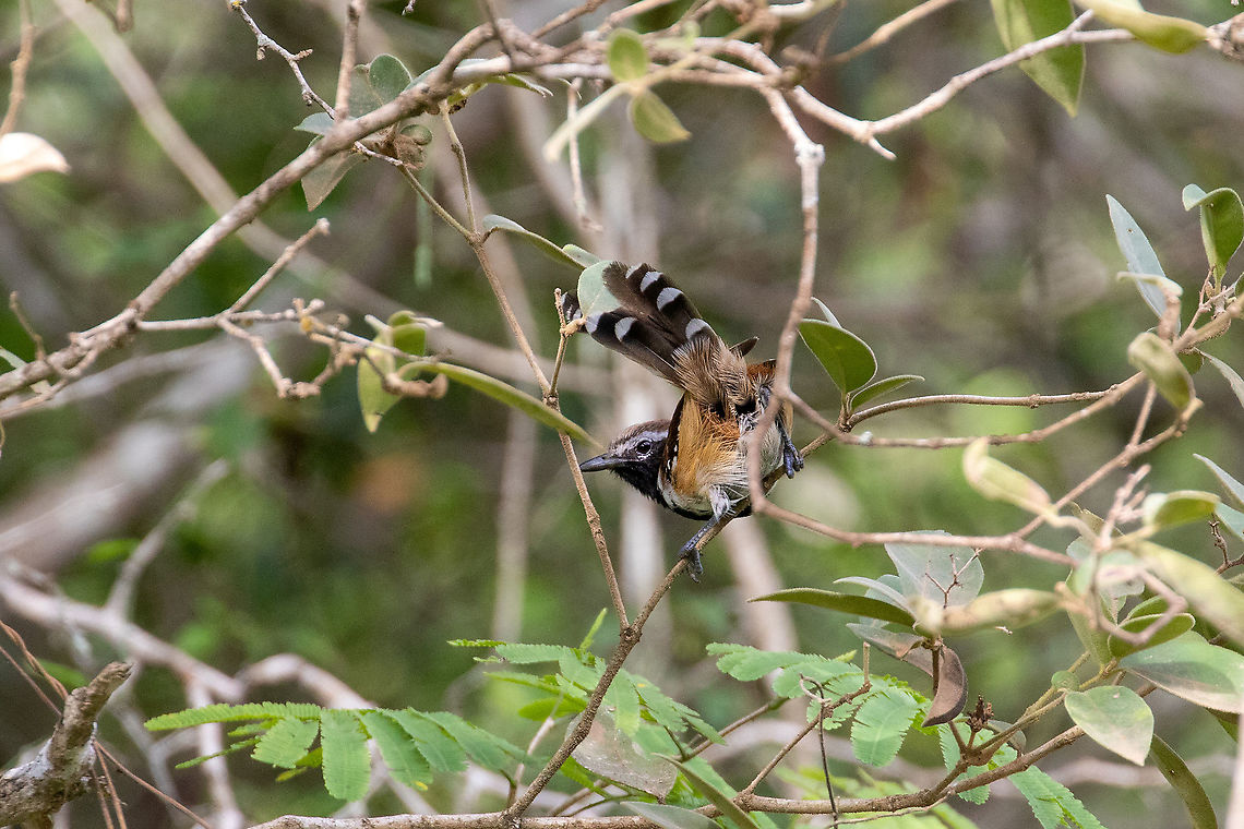 Rusty-backed antwren (Formicivora rufa) Quebrada Upaquihua, San Mart&iacute;n, Peru.  Jan 10, 2021 Formicivora rufa,Geotagged,Peru,Rusty-backed antwren,Summer
