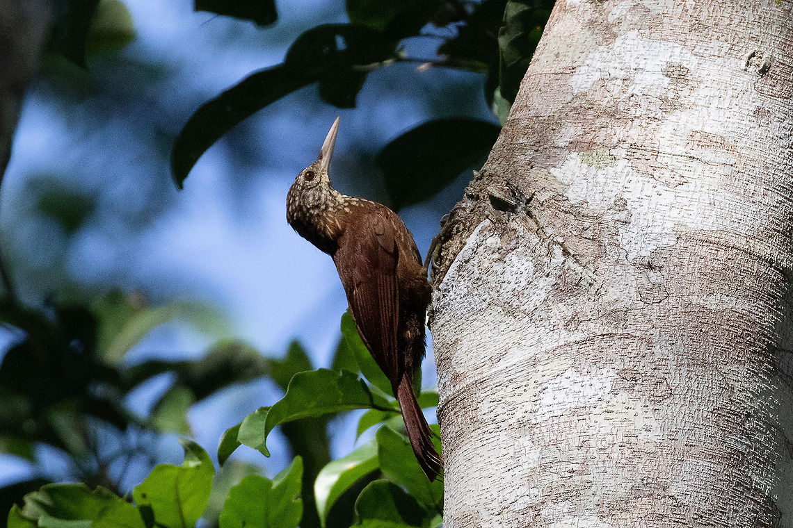 Straight-billed woodcreeper (Dendroplex picus) Quebrada Upaquihua, San Mart&iacute;n, Peru.  Jan 10, 2021 Dendroplex picus,Geotagged,Peru,Straight-billed woodcreeper,Summer