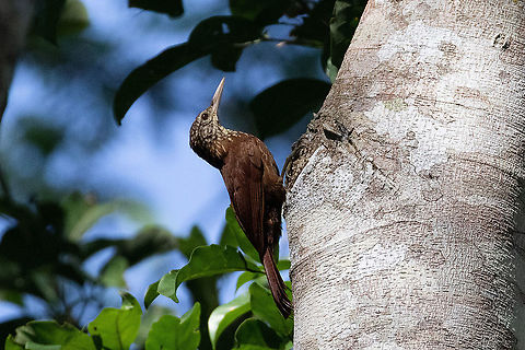 Straight-billed woodcreeper (Dendroplex picus) Quebrada Upaquihua, San Martín, Peru.  Jan 10, 2021 Dendroplex picus,Geotagged,Peru,Straight-billed woodcreeper,Summer