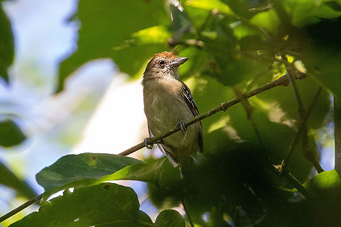 Northern slaty antshrike (Thamnophilus punctatus) Quebrada Upaquihua, San Mart&iacute;n, Peru. Jan 10, 2021 Geotagged,Northern slaty antshrike,Peru,Summer,Thamnophilus punctatus