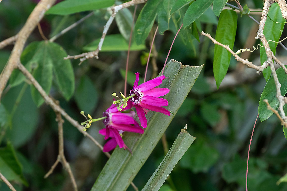 Passiflora tarapotina (Passifloraceae) Juan Guerra, San Mart&iacute;n, Peru. Jan 10, 2021 Geotagged,Passiflora tarapotina,Peru,Summer