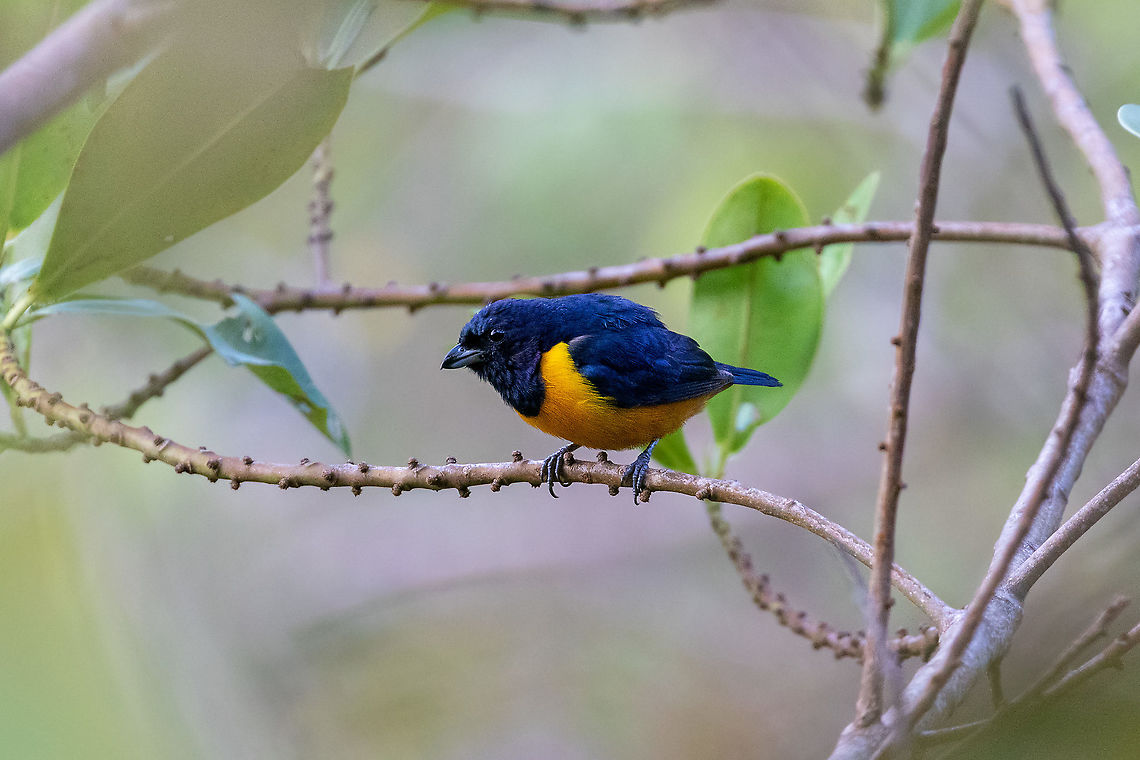 Rufous-bellied euphonia (Euphonia rufiventris ) El Mono y la Gata, Cordillera Escalera, San Mart&iacute;n, Peru.  Jan 11, 2021 Euphonia rufiventris,Geotagged,Peru,Rufous-bellied euphonia,Summer