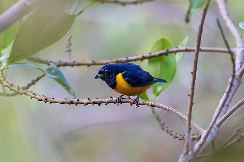 Rufous-bellied euphonia
