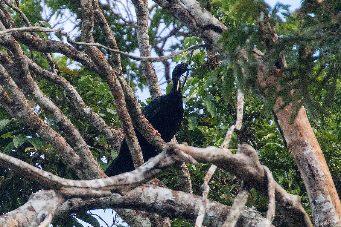 Wattled guan (Aburria aburri) El Mono y la Gata, Cordillera Escalera, San Mart&iacute;n, Peru.  Jan 11, 2021 Aburria aburri,Geotagged,Peru,Summer,Wattled guan