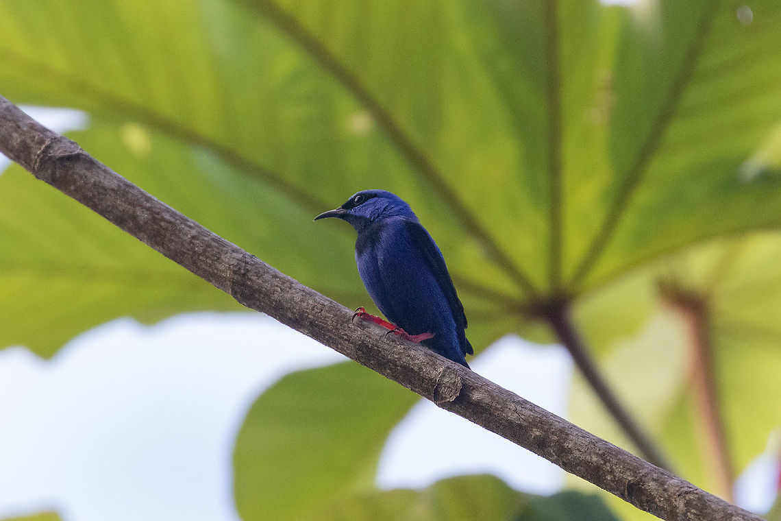 Short-billed honeycreeper (Cyanerpes nitidus) El Mono y la Gata, Cordillera Escalera, San Mart&iacute;n, Peru. Jan 10, 2021 Cyanerpes nitidus,Geotagged,Peru,Short-billed honeycreeper,Summer