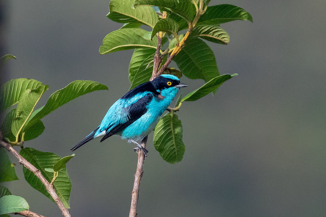Black-faced dacnis (Dacnis lineata) El Mono y la Gata, Cordillera Escalera, San Mart&iacute;n, Peru. Jan 10, 2021 Black-faced dacnis,Dacnis lineata,Geotagged,Peru,Summer