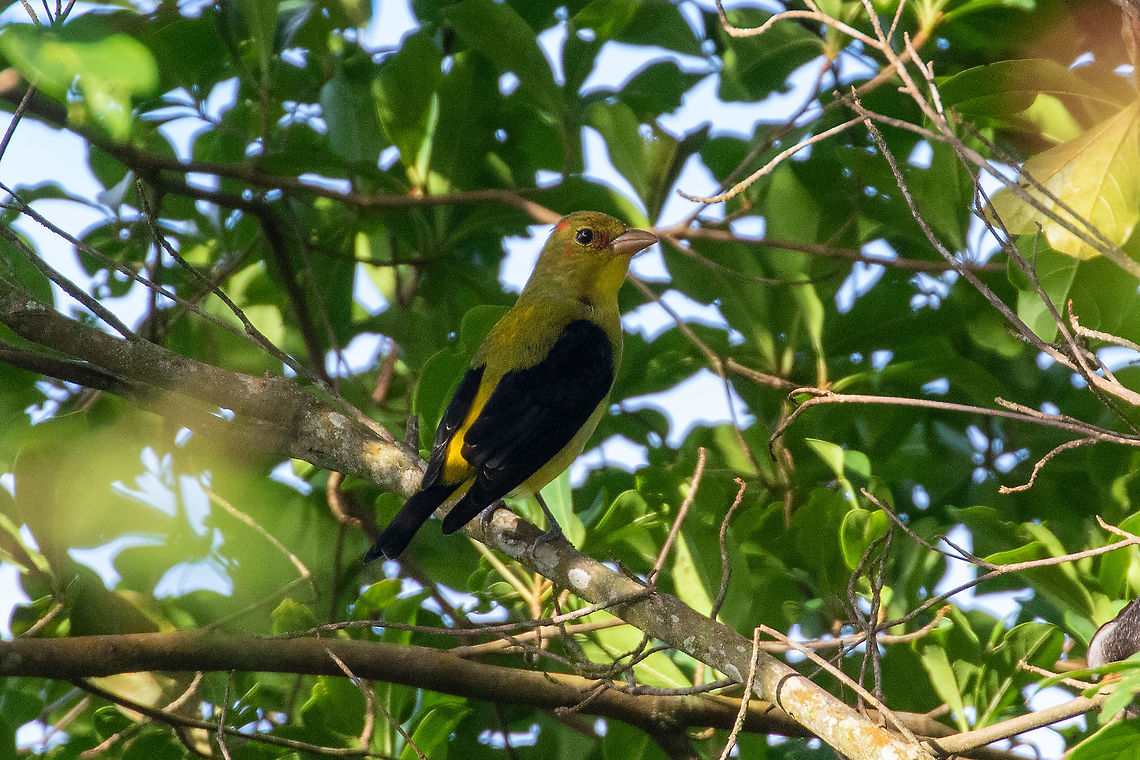 Scarlet tanager (Piranga olivacea) El Mono y la Gata, Cordillera Escalera, San Mart&iacute;n, Peru. Jan 11, 2021 Geotagged,Peru,Piranga olivacea,Scarlet tanager,Summer