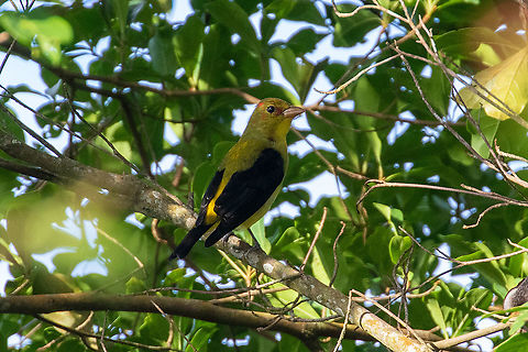 Scarlet tanager (Piranga olivacea) El Mono y la Gata, Cordillera Escalera, San Mart&iacute;n, Peru. Jan 11, 2021 Geotagged,Peru,Piranga olivacea,Scarlet tanager,Summer