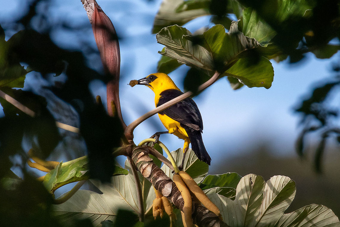 Oriole blackbird (Gymnomystax mexicanus) El Mono y la Gata, Cordillera Escalera, San Mart&iacute;n, Peru. Jan 11, 2021 Geotagged,Gymnomystax mexicanus,Oriole blackbird,Peru,Summer