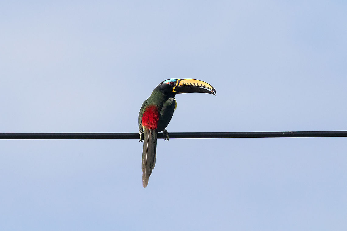 Lettered araçari (Pteroglossus inscriptus) ACR Cordillera Escalera, San Mart&iacute;n, Peru. Jan 11, 2021 Geotagged,Lettered aracari,Peru,Pteroglossus inscriptus,Summer