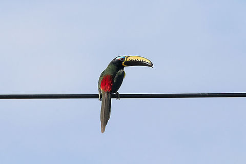 Lettered araçari (Pteroglossus inscriptus) ACR Cordillera Escalera, San Martín, Peru. Jan 11, 2021 Geotagged,Lettered aracari,Peru,Pteroglossus inscriptus,Summer
