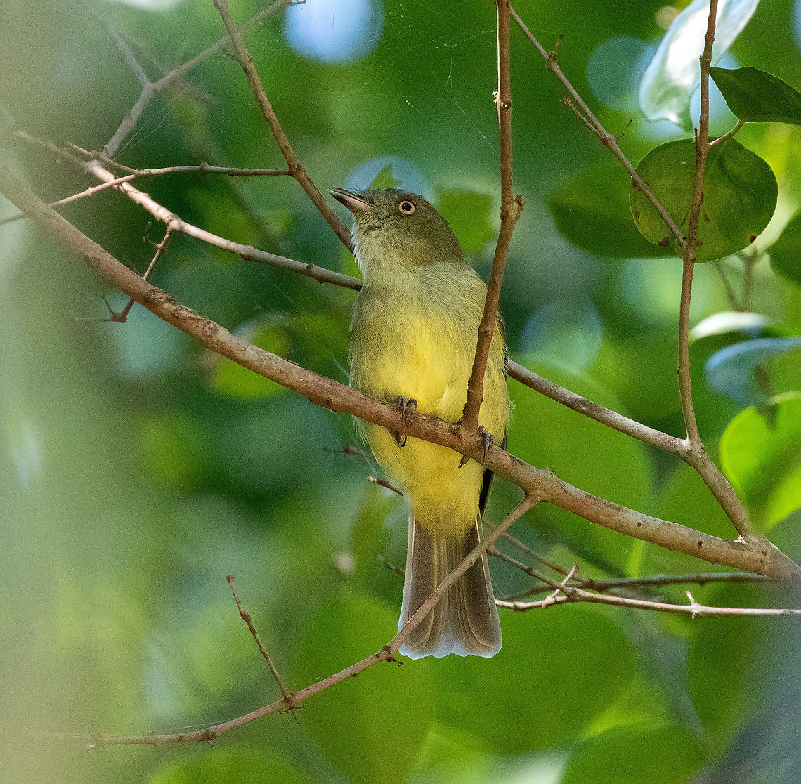 Sulphur-bellied tyrant-manakin (Neopelma sulphureiventer) Laguna Ricuricocha, Tarapoto, San Mart&iacute;n, Peru. Jan 11, 2021 Geotagged,Neopelma sulphureiventer,Peru,Sulphur-bellied tyrant-manakin,Summer