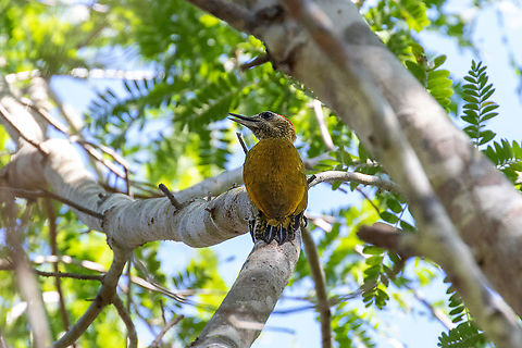Little woodpecker (Veniliornis passerinus) Laguna Ricuricocha, San Mart&iacute;n, Peru. Jan 11, 2021 Geotagged,Little woodpecker,Peru,Summer,Veniliornis passerinus