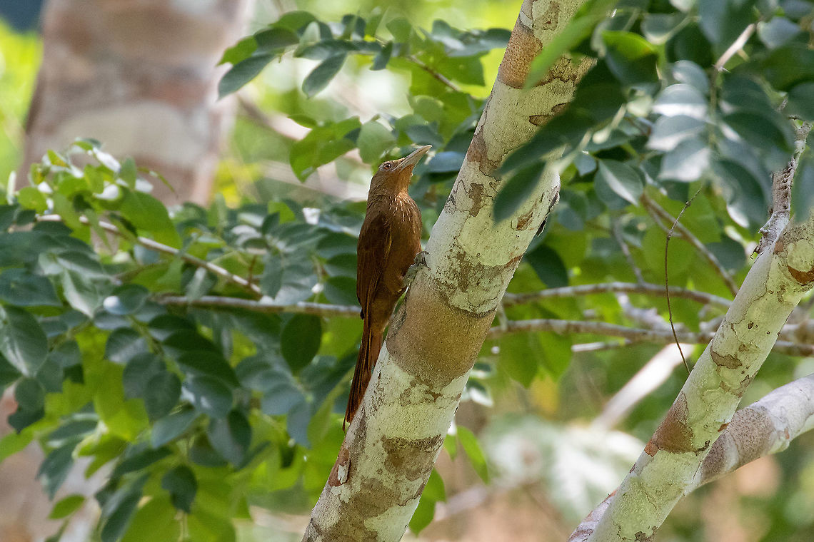 Cinnamon-throated woodcreeper (Dendrexetastes rufigula) Pumarinri Lodge, San Mart&iacute;n, Peru. Jan 11, 2021 Cinnamon-throated woodcreeper,Dendrexetastes rufigula,Geotagged,Peru,Summer
