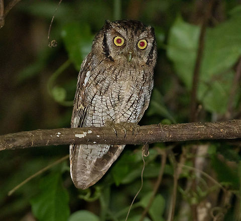 Tropical screech owl (Megascops choliba) Pumarinri Lodge, San Martín, Peru. Jan 11, 2021 Geotagged,Megascops choliba,Peru,Summer,Tropical screech owl