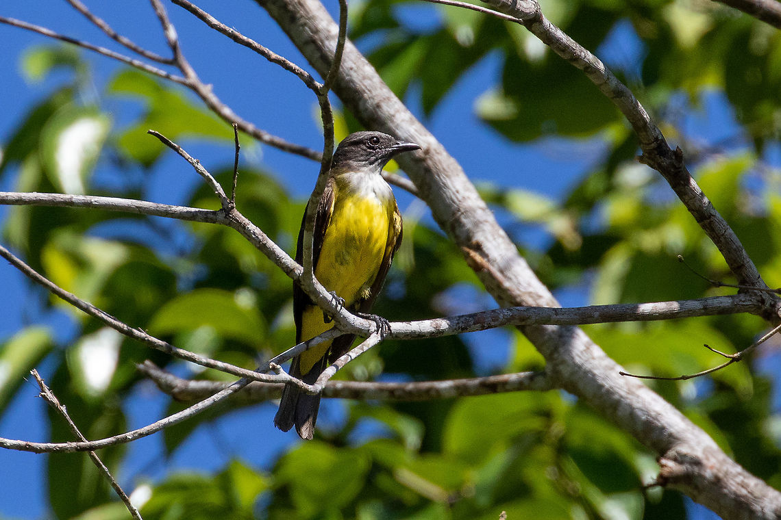 Sulphury flycatcher (Tyrannopsis sulphurea) Pumarinri Lodge, San Mart&iacute;n, Peru. Jan 12, 2021 Geotagged,Peru,Sulphury flycatcher,Summer,Tyrannopsis sulphurea