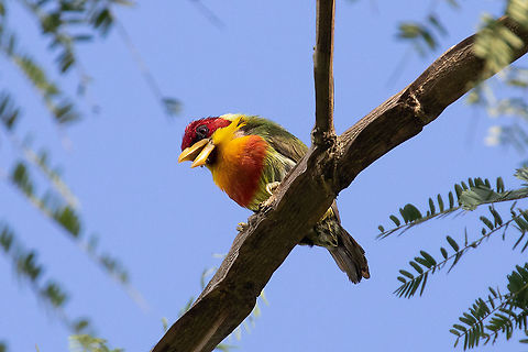 Lemon-throated barbet (Eubucco richardsoni) Pumarinri Lodge, San Mart&iacute;n, Peru. Jan 12, 2021 Eubucco richardsoni,Geotagged,Lemon-throated barbet,Peru,Summer