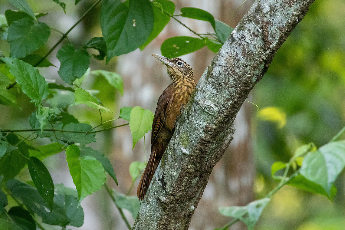 Buff-throated woodcreeper (Xiphorhynchus guttatus) Pumarinri Lodge, San Mart&iacute;n, Peru. Jan 12, 2021 Buff-throated woodcreeper,Geotagged,Peru,Summer,Xiphorhynchus guttatus