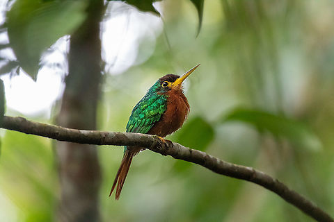 Yellow-billed jacamar (Galbula albirostris) Pumarinri Lodge, San Mart&iacute;n, Peru. Jan 13, 2021 Galbula albirostris,Geotagged,Peru,Summer,Yellow-billed jacamar