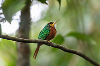 Yellow-billed jacamar (Galbula albirostris) Pumarinri Lodge, San Mart&iacute;n, Peru. Jan 13, 2021 Galbula albirostris,Geotagged,Peru,Summer,Yellow-billed jacamar
