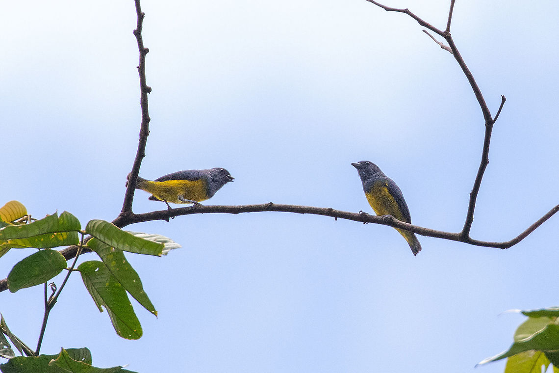 Plumbeous euphonia (Euphonia plumbea) males squaring off Pumarinri Lodge, San Mart&iacute;n, Peru. Jan 13, 2021 Euphonia plumbea,Geotagged,Peru,Plumbeous euphonia,Summer