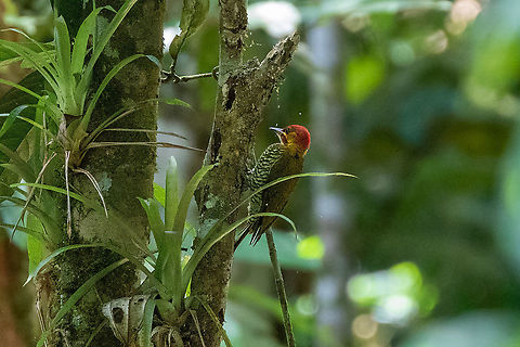 White-throated woodpecker (Piculus leucolaemus) Pumarinri Lodge, San Mart&iacute;n, Peru. Jan 13, 2021 Geotagged,Peru,Piculus leucolaemus,Summer,White-throated woodpecker