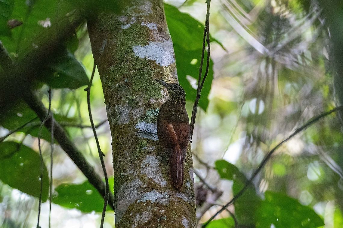 Ocellated woodcreeper (Xiphorhynchus ocellatus) Pumarinri Lodge, San Mart&iacute;n, Peru. Jan 13, 2021 Geotagged,Ocellated woodcreeper,Peru,Summer,Xiphorhynchus ocellatus