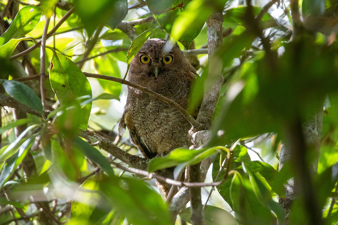Foothill screech owl (Megascops roraimae) Pumarinri Lodge, San Mart&iacute;n, Peru. Jan 13, 2021 Foothill screech owl,Geotagged,Megascops roraimae,Peru,Summer