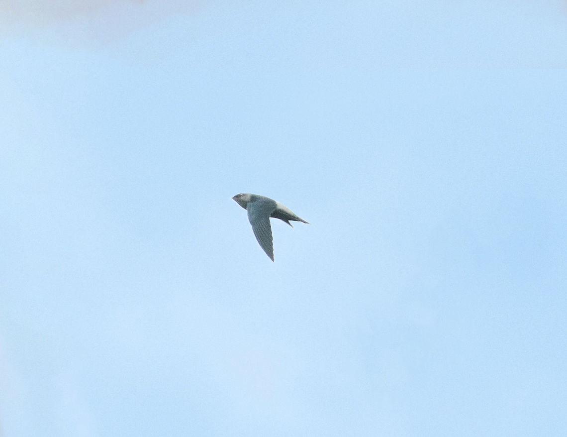 Pale-rumped swift (Chaetura egregia) Pumarinri Lodge, San Mart&iacute;n, Peru. Jan 13, 2021 Chaetura egregia,Geotagged,Pale-rumped swift,Peru,Summer