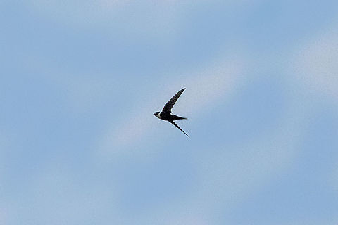 Lesser swallow-tailed swift (Panyptila cayennensis) Pumarinri Lodge, San Mart&iacute;n, Peru. Jan 13, 2021 Geotagged,Lesser swallow-tailed swift,Panyptila cayennensis,Peru,Summer
